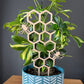 Decorative bee plant support for climbing indoor plants