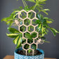 Wooden bumble bee and honeycomb plant trellis in houseplant